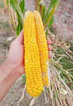 Καλαμπόκι ''Paraguayan Chipa'' - Image 4