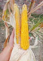 Καλαμπόκι ''Paraguayan Chipa'' - Image 5