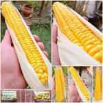 Καλαμπόκι ''Paraguayan Chipa''