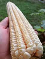 Καλαμπόκι ''White Nighting'' - Image 3