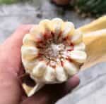 Καλαμπόκι ''White Nighting'' - Image 4