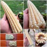 Καλαμπόκι ''White Nighting''