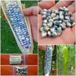 Καλαμπόκι ''Hopi Turquoise''