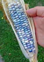 Καλαμπόκι ''Hopi Turquoise'' - Image 2