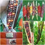 Καλαμπόκι ''Painted Mountain''