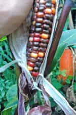 Καλαμπόκι ''Painted Mountain'' - Image 2