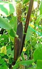 Καλαμπόκι ''Painted Mountain'' - Image 3