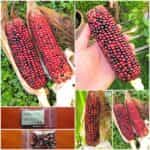 Καλαμπόκι ''Volcano''