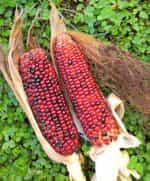 Καλαμπόκι ''Volcano'' - Image 2