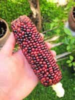 Καλαμπόκι ''Volcano'' - Image 3