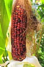 Καλαμπόκι ''Volcano'' - Image 4