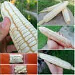 Καλαμπόκι Άσπρο Γίγας