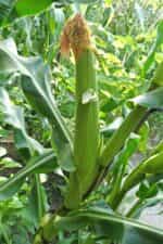 Καλαμπόκι Άσπρο Γίγας - Image 5