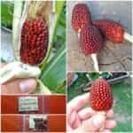 Καλαμπόκι ''Strawberry Popcorn''