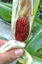 Καλαμπόκι ''Strawberry Popcorn'' - Image 2