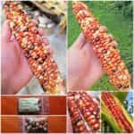 Καλαμπόκι ''Rainbow Striped Indian Flint'' Γίγας