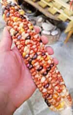 Καλαμπόκι ''Rainbow Striped Indian Flint'' Γίγας - Image 2