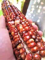 Καλαμπόκι ''Rainbow Striped Indian Flint'' Γίγας - Image 3