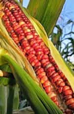 Καλαμπόκι ''Rainbow Striped Indian Flint'' Γίγας - Image 4