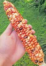 Καλαμπόκι ''Rainbow Striped Indian Flint'' Γίγας - Image 5