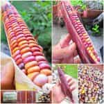 Καλαμπόκι ''Bubble Gum''