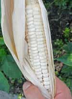 Καλαμπόκι ''Papa's White'' Χαμηλό - Image 3