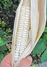 Καλαμπόκι ''Papa's White'' Χαμηλό - Image 4