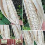 Καλαμπόκι ''Papa's White'' Χαμηλό