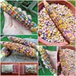 Καλαμπόκι ''Glass Gem''