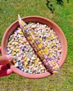 Καλαμπόκι ''Glass Gem'' - Image 4