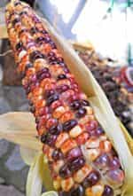 Καλαμπόκι ''Rainbow Bumblebee'' - Image 2