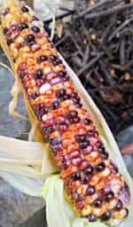 Καλαμπόκι ''Rainbow Bumblebee'' - Image 3