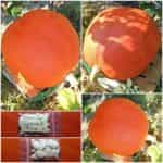 Κολοκύθα Πορτοκαλί Γλυκιά