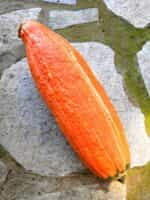 Κολοκύθα ''Gete Okosomin'' - Image 2