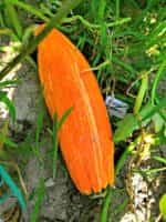 Κολοκύθα ''Gete Okosomin'' - Image 4