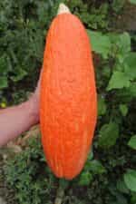 Κολοκύθα ''Gete Okosomin'' - Image 5