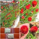 Γκονφρένα Κόκκινη ''Strawberry Fields''