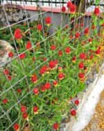 Γκονφρένα Κόκκινη ''Strawberry Fields'' - Image 2