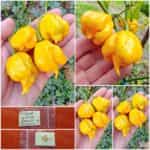 Πιπεριά ''Carolina Reaper'' Κίτρινη Καυτερή