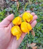Πιπεριά ''Carolina Reaper'' Κίτρινη Καυτερή - Image 2