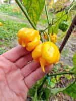 Πιπεριά ''Carolina Reaper'' Κίτρινη Καυτερή - Image 3