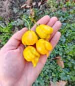 Πιπεριά ''Carolina Reaper'' Κίτρινη Καυτερή - Image 4