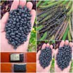 Φασόλι ''Black Turtle'' Καθιστό