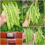 Φασολάκι ''Super Marconi'' Σκαλωτό