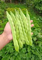 Φασολάκι ''Super Marconi'' Σκαλωτό - Image 2