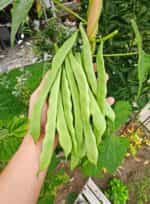 Φασολάκι ''Super Marconi'' Σκαλωτό - Image 3