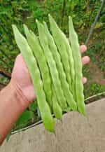 Φασολάκι ''Super Marconi'' Σκαλωτό - Image 5