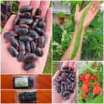 Φασόλι Γίγαντας ''Lady Di'' Σκαλωτό