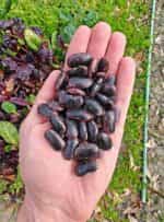 Φασόλι Γίγαντας ''Lady Di'' Σκαλωτό - Image 2