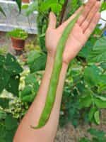 Φασόλι Γίγαντας ''Lady Di'' Σκαλωτό - Image 3